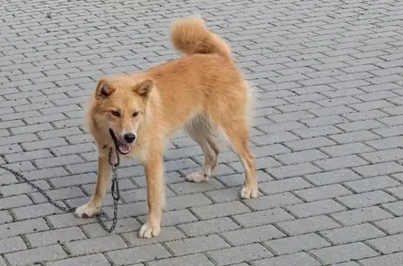 Найдена собака, Угольское, фото: Собака найдена на трассе А-114, Угольское.