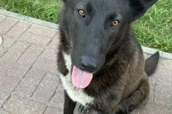 Собака найдена: ул. Талькова, 26