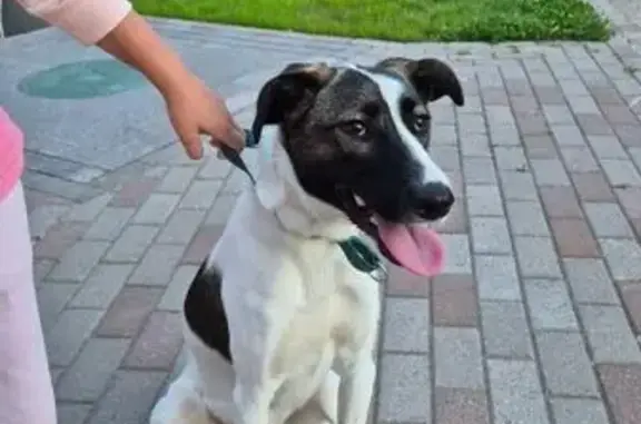 Собака найдена на Санинском шоссе, 5