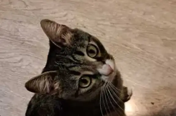 Пропала кошка, Жмакина 1А, Киров