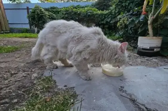 Найдена кошка, Брест, фото: Белый кот найден: Осипенко, 16, Брест