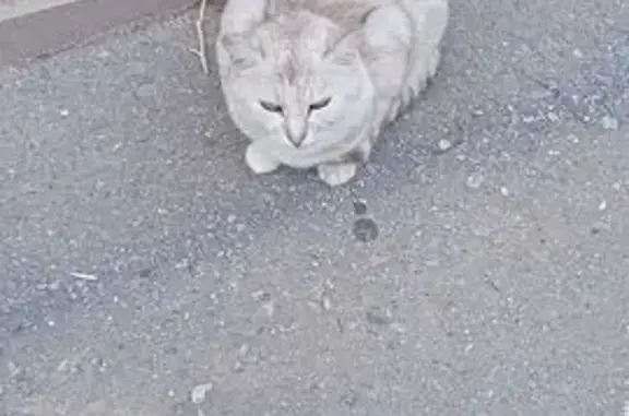Найдена кошка, Чебоксары, фото: Кошка найдена: ул. Мате Залка, 15, Чебоксары