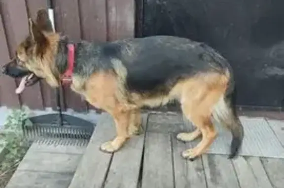 Найдена собака, , фото: Собака найдена, Железнодорожная 10А