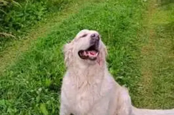 Собаки потеряшки, , фото: Потеряшка собака, Кольчугино, Отяевка, Марьино