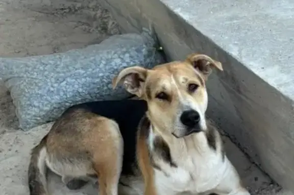 Найдена собака, Лозовская ул. 7, Симферополь