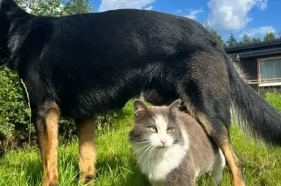 Пропала кошка в лесу у ст. Комариха