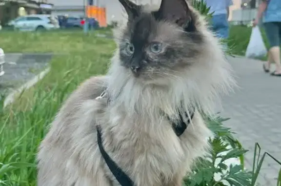 Пропала сиамская кошка, Митрофаново