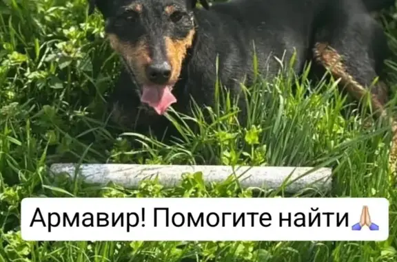 Пропала собака на ул. Карла Либкнехта, Армавир