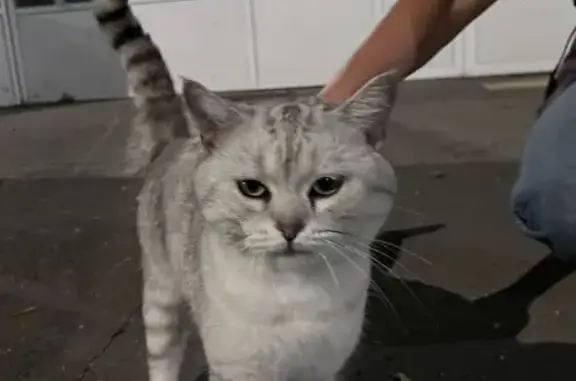 Найдена кошка, , фото: Кошка найдена: Орджоникидзе 75, Ижевск