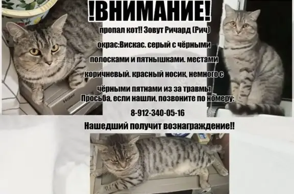 Пропала кошка, Кирпичная 35, Оренбург