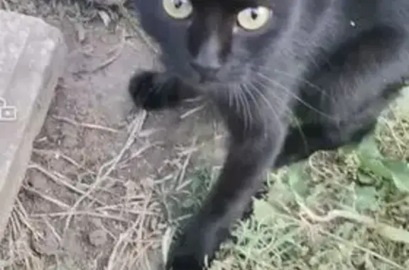 Пропала кошка, ул. Шумского, Керчь