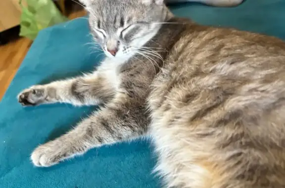 Пропала кошка Эля, Ворошилова 25, Челябинск