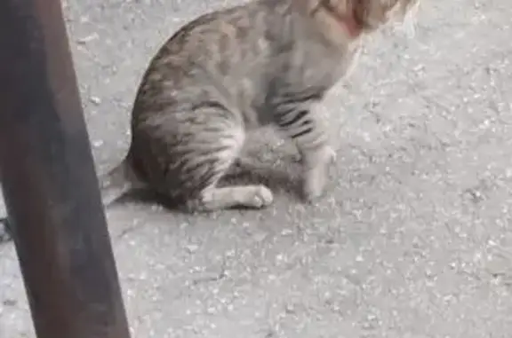 Кошка найдена у Ярче, Академика Павлова 1Г