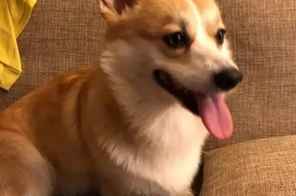 Найдена собака, Липецк, фото: Корги найдена на Боевой проезд, 28А, Липецк