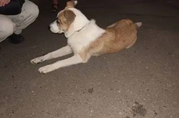 Найдена собака, , фото: Собака найдена на Ворошилова, 127