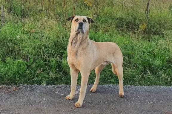 Собака найдена: 94Н-188, Подшивалово