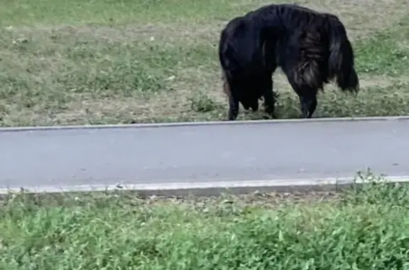 Найдена собака, Балаково, фото: Собака найдена на Минской улице, Балаково