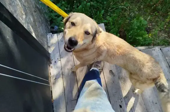 Найденные животные Ленинградская область, фото: Собака найдена: Гатчинский р-н, СНТ Дача