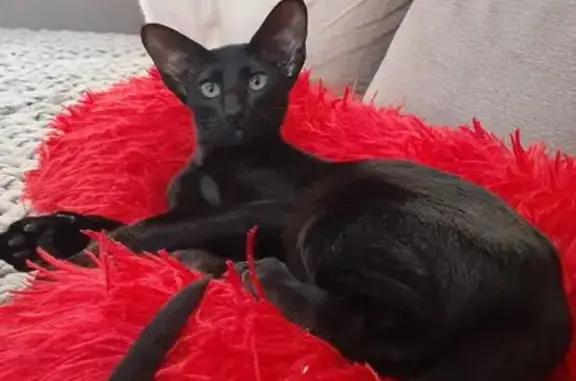 Кошки потеряшки, Старый Чультем, фото: Потеряшка кошка, Старый Чультем, Удмуртия