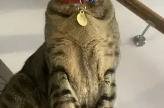 Кошки потеряшки, Феодосия, фото: Потеряшка кошка, ул. 1-го Мая, Феодосия