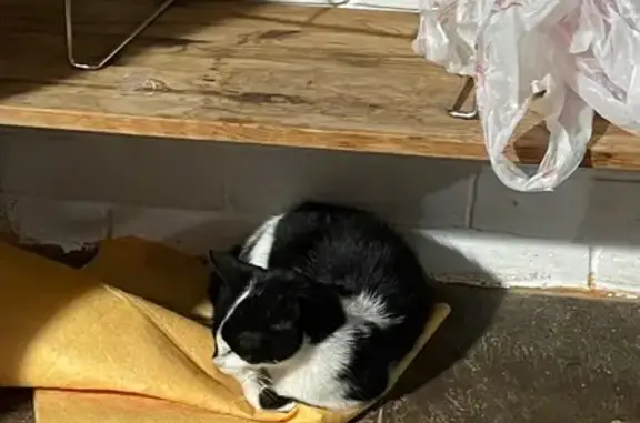 Кошка найдена в Веселовке, Краснодарский край