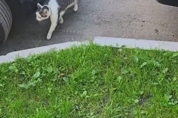 Кошка найдена на Главной улице, Балашиха