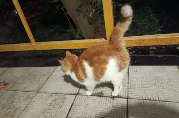 Кошка найдена, ул. Островитянова 30к2