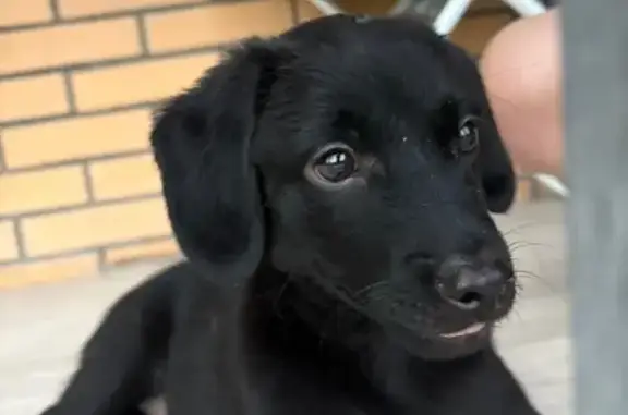 Найдена собака, Хабаровск, фото: Собака найдена на Карла Маркса, 112, Хабаровск