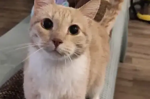 Пропал кот Боря в Ягодном, Сортавала