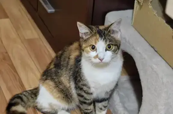 Кошка найдена: Лесная Поляна, 6, Воронеж