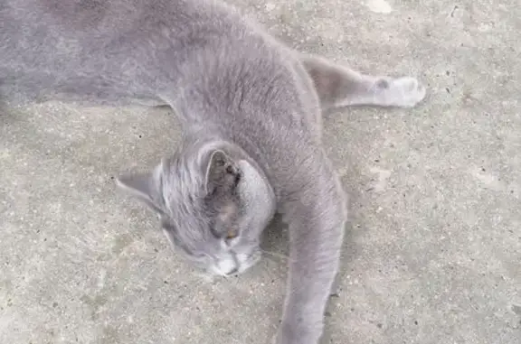 Найдена кошка, Чита, фото: Кошка найдена, Фадеева 39, Чита