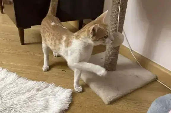 Найдена кошка, Ереван, фото: Кошка найдена, ул. Шинарарнери 28/2