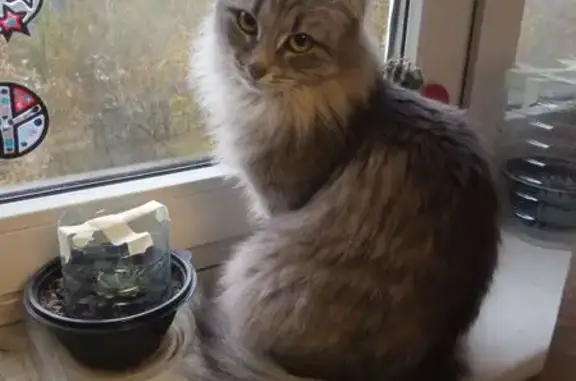 Пропала кошка, ул. Лацкова, 6, Жуковский