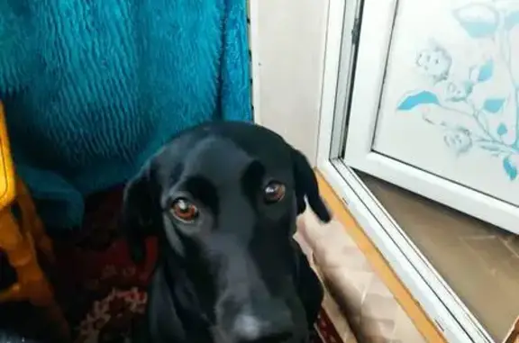 Найдена черная собака, Севастопольская ул.