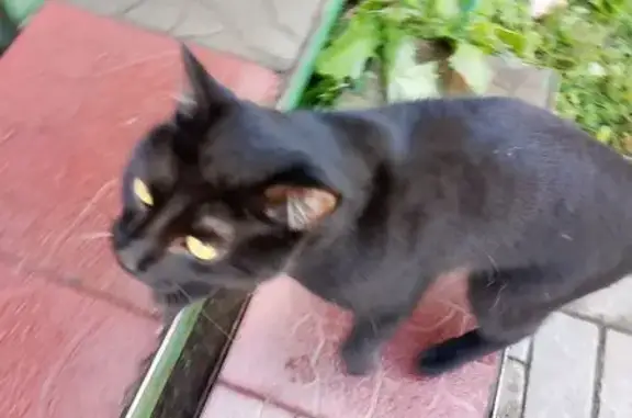 Найдена кошка, Томск, фото: Кошка найдена: ул. Герасименко, 3/14, Томск