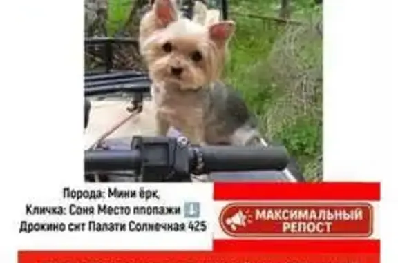Пропала собака, Солнечная ул., Дрокино