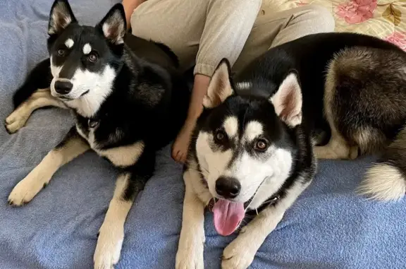 Собаки потеряшки, Большелуцкое сельское поселение, фото: Потеряшка собака, Новопятницкое, Кингисеппский район