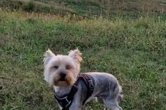 Собаки потеряшки, , фото: Потеряшка собака на ул. Быкова, Колтуши