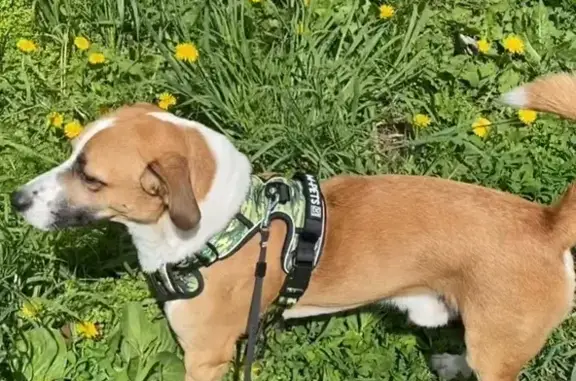 Собаки потеряшки, Ижевск, фото: Потеряшка собака, Холмогорова 14, Ижевск