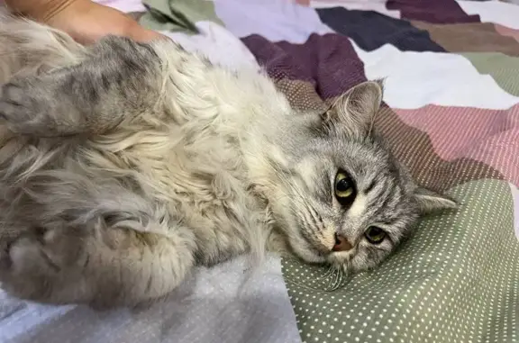 Найдена кошка, Казань, фото: Кошка найдена: Тэцевская ул., 4Е, Казань