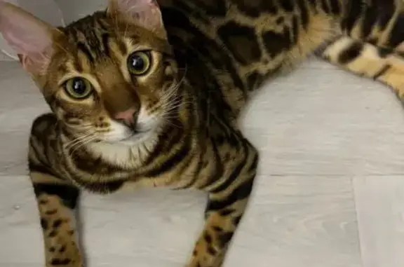 Кошки потеряшки, Озерный, фото: Потеряшка бенгал: Дисней, 28, Озёрный