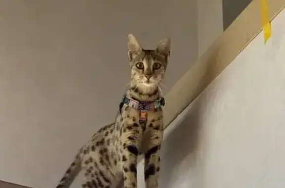 Кошки потеряшки, Подстёпки, фото: Потеряшка кошка, Вишнёвая ул., 7, Подстёпки