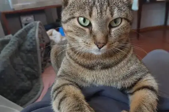 Кошки потеряшки, Ногир, фото: Потеряшка кошка, ул. Ленина, 1, Ногир