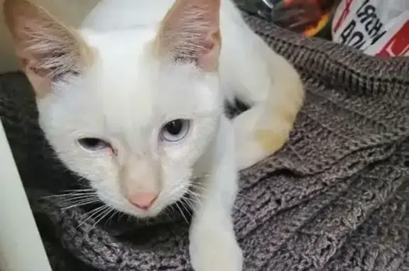 Найдена кошка, Курган, фото: Кошка найдена: ул. Некрасова, 11, Курган