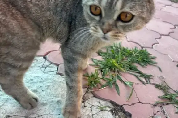 Найдена кошка, Ростов-на-Дону, фото: Кошка найдена: Узловая ул., 13, Ростов-на-Дону