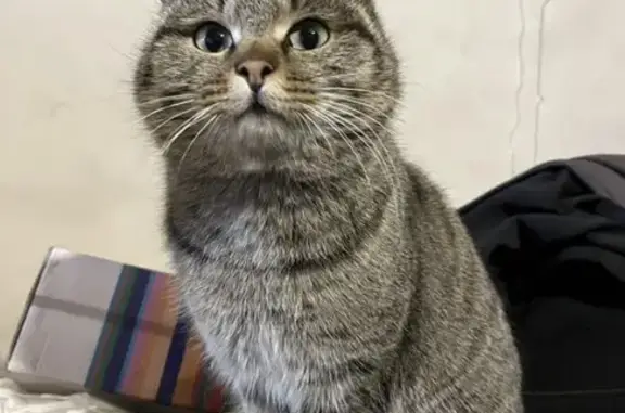 Кошка найдена: Полевая ул., Засопка