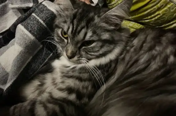 Пропала кошка, Новая улица, 3, Москва