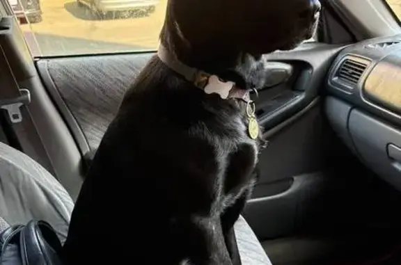 Собаки потеряшки, Республика Бурятия, фото: Потеряшка собака, Дабатуйское СП, Бурятия