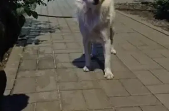 Собака найдена: Усадебная ул., 10, Ростов-на-Дону