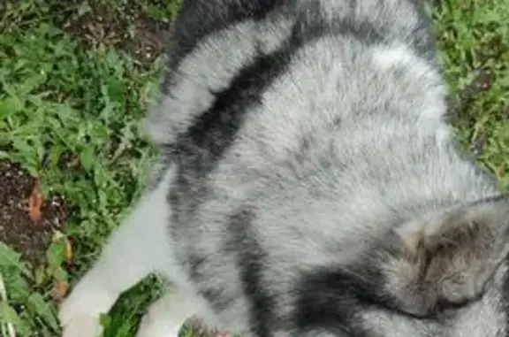 Собака найдена: Ямская ул., 116, Тюмень